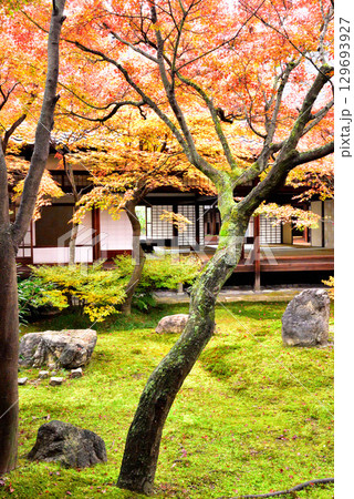 建仁寺 本坊中庭にある潮音庭の紅葉 129693927