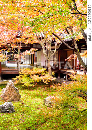 建仁寺 本坊中庭にある潮音庭の紅葉 129693930