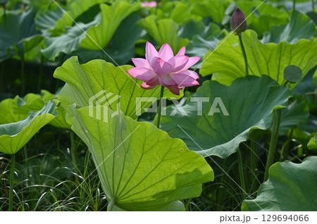 葉の間から顔を出した蓮の花 葉の間から顔を出した蓮の花 129694066