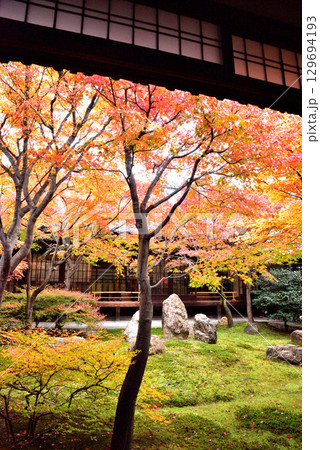 建仁寺 本坊中庭にある潮音庭の紅葉 129694193
