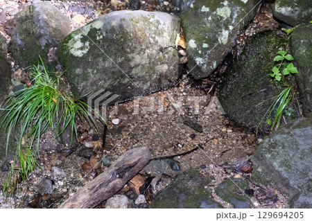 栃木県那須乙女の滝周辺の木に囲まれた清流の流れ 129694205