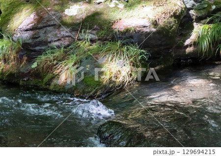 栃木県那須乙女の滝周辺の木に囲まれた清流の流れ 129694215