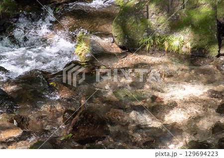 栃木県那須乙女の滝周辺の木に囲まれた清流の流れ 129694223
