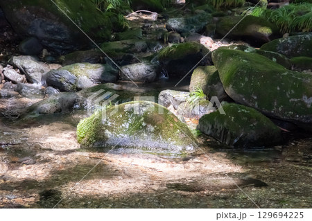 栃木県那須乙女の滝周辺の木に囲まれた清流の流れ 129694225