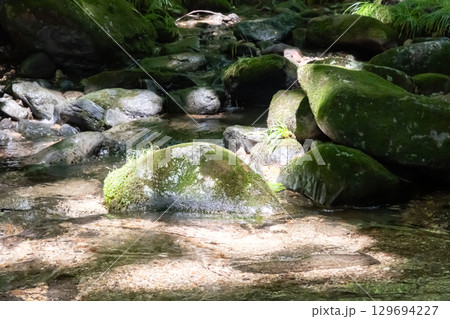 栃木県那須乙女の滝周辺の木に囲まれた清流の流れ 栃木県那須乙女の滝周辺の木に囲まれた清流の流れ 129694227