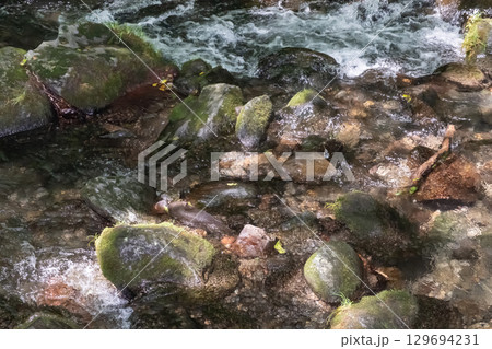 栃木県那須乙女の滝周辺の木に囲まれた清流の流れ 栃木県那須乙女の滝周辺の木に囲まれた清流の流れ 129694231