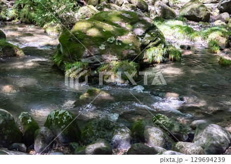 栃木県那須乙女の滝周辺の木に囲まれた清流の流れ 129694239