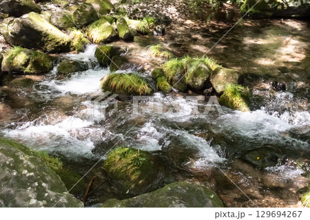 栃木県那須乙女の滝周辺の木に囲まれた清流の流れ 129694267
