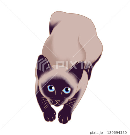 シャム猫 129694380
