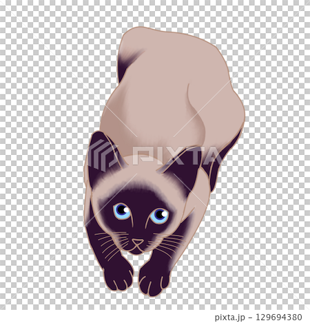 シャム猫 129694380