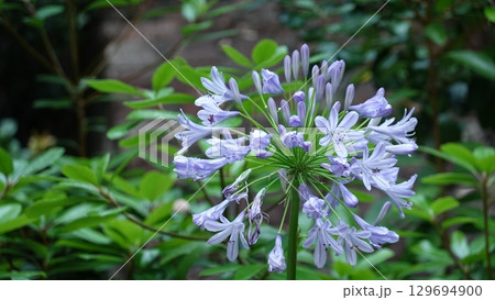 アガパンサスの花 129694900