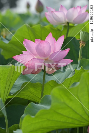 蓮の花のある風景 129695162