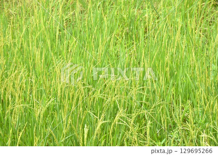 rice paddy growing on branch and flowing from wind blow in farm rice paddy growing on branch and flowing from wind blow in farm 129695266