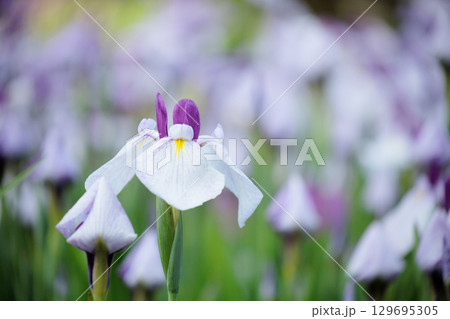 白い花菖蒲 129695305