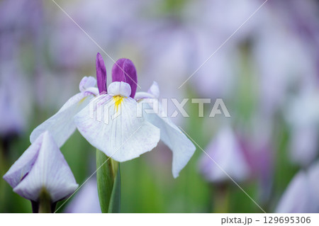 白い花菖蒲 129695306