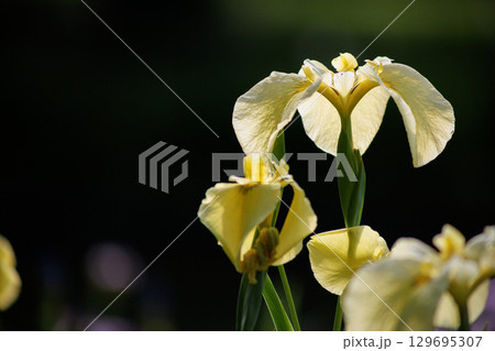 黄色い花菖蒲 129695307