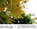 光に透けるもみじの葉 129695392