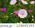 可憐なアケボノフウロソウ 129695393