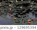 雨降る中池に浮かぶ蓮の花 129695394