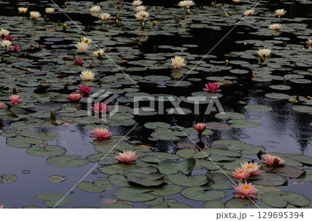 雨降る中池に浮かぶ蓮の花 雨降る中池に浮かぶ蓮の花 129695394