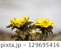 早春の庭に咲くフクジュソウ 129695416