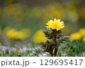 春の野原に咲く福寿草 129695417