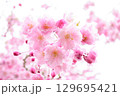 透明感のある桜の接写 129695421