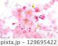 透明感のある桜 129695422