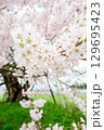 満開になった桜の花 129695423
