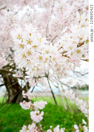 満開になった桜の花 満開になった桜の花 129695423