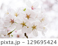 桜の花が咲いています 129695424