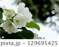白い椿 129695425