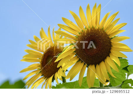 夏の花　かわいいヒマワリ　青空 129695512
