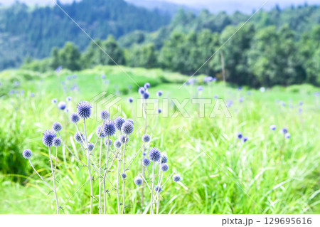 ヒゴタイ公園のヒゴタイの花 ヒゴタイ公園のヒゴタイの花 129695616