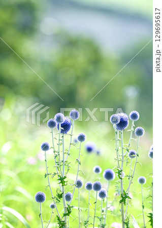 ヒゴタイ公園のヒゴタイの花 ヒゴタイ公園のヒゴタイの花 129695617