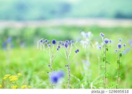 ヒゴタイ公園のヒゴタイの花 ヒゴタイ公園のヒゴタイの花 129695618