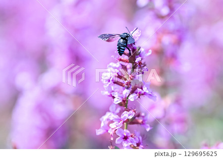 ヒゴタイ公園の花にルリモンハナバチ 129695625