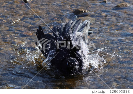 カラスの水浴び 129695858