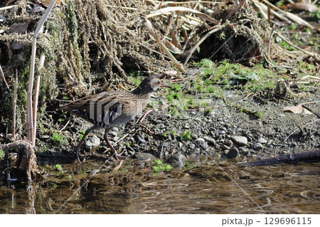 開けた水辺に出てきたクイナ 129696115