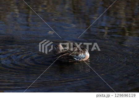 水面のハシビロガモ 丸くなる 水面のハシビロガモ 丸くなる 129696119