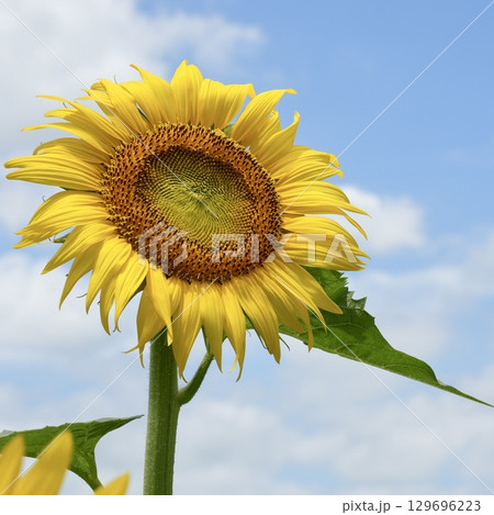 太陽に向かって咲く美しいひまわり 夏 太陽に向かって咲く美しいひまわり 夏 129696223