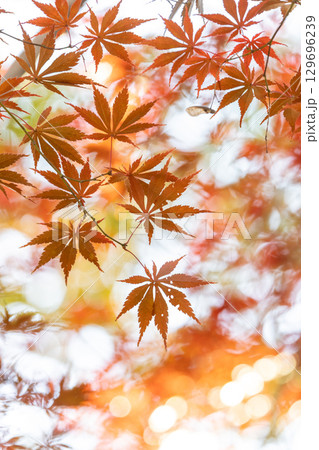 国営武蔵丘陵森林公園の紅葉 129696239