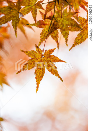 国営武蔵丘陵森林公園の紅葉 129696243