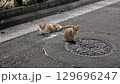 住宅街に居る野良猫 129696247