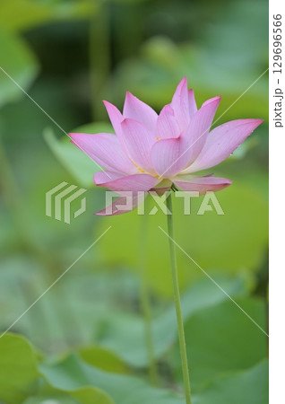 蓮の花のある風景 129696566