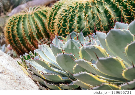 Close up image of Cactuses in a botanical garden. Close up image of Cactuses in a botanical garden. 129696721