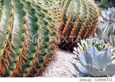 Close up image of Cactuses in a botanical garden. 129696722