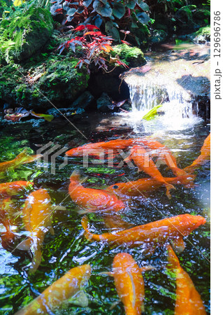 Koi fish swimming in the pond at the Japanese garden 129696786