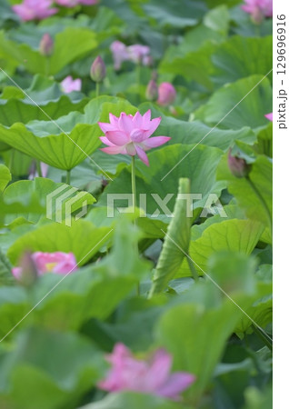 池に咲くハスの花 池に咲くハスの花 129696916