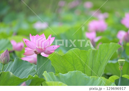 蓮の花のある風景 129696917